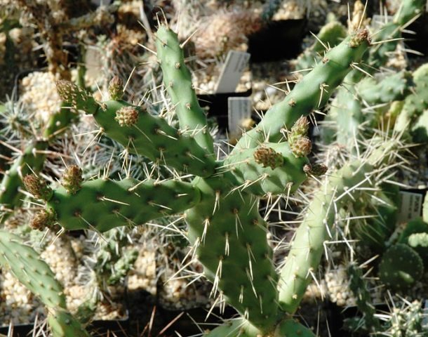 Opuntia_bakeri